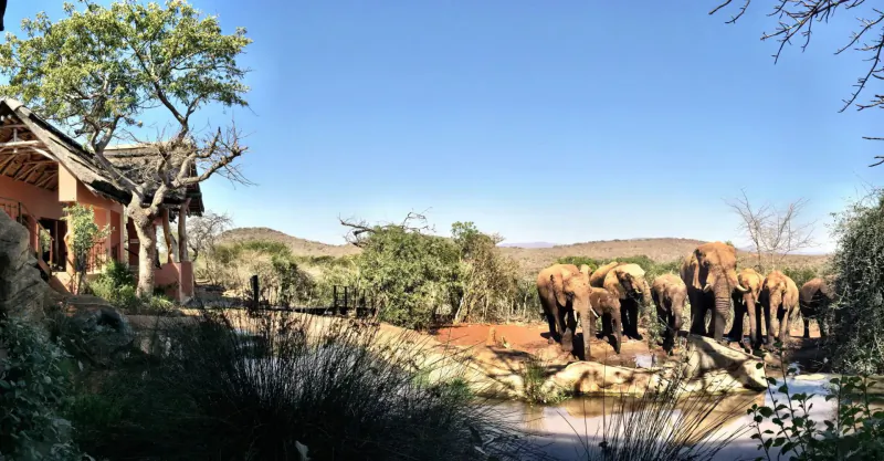 Herd of elephants at a watering hole near thatched lodge in African savanna, Thanda Safari