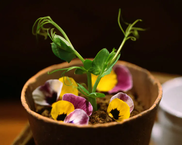 Pea plant with yellow and purple pansy flowers in terracotta pot on dark surface