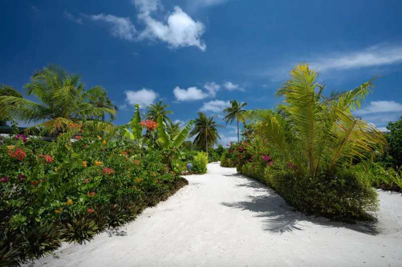 Sandy path lined with lush tropical plants, red hibiscus, and palm trees under blue sky in Maldives resort.
