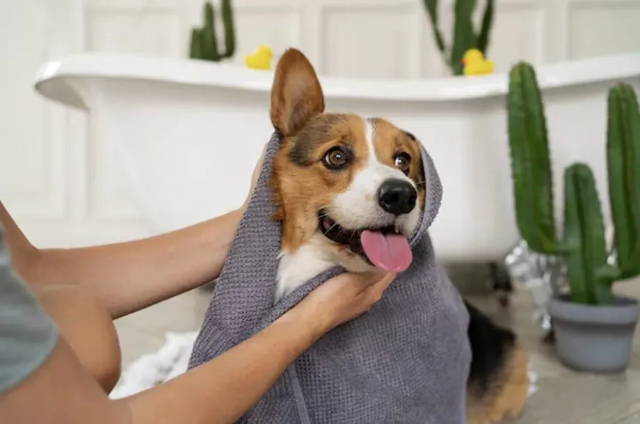 Happy corgi wrapped in gray towel after bath, held by hands, near bathtub with succulents and rubber ducks