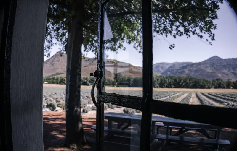 View through open window of lavender fields, trees, picnic tables, and distant mountains in Franschhoek countryside.