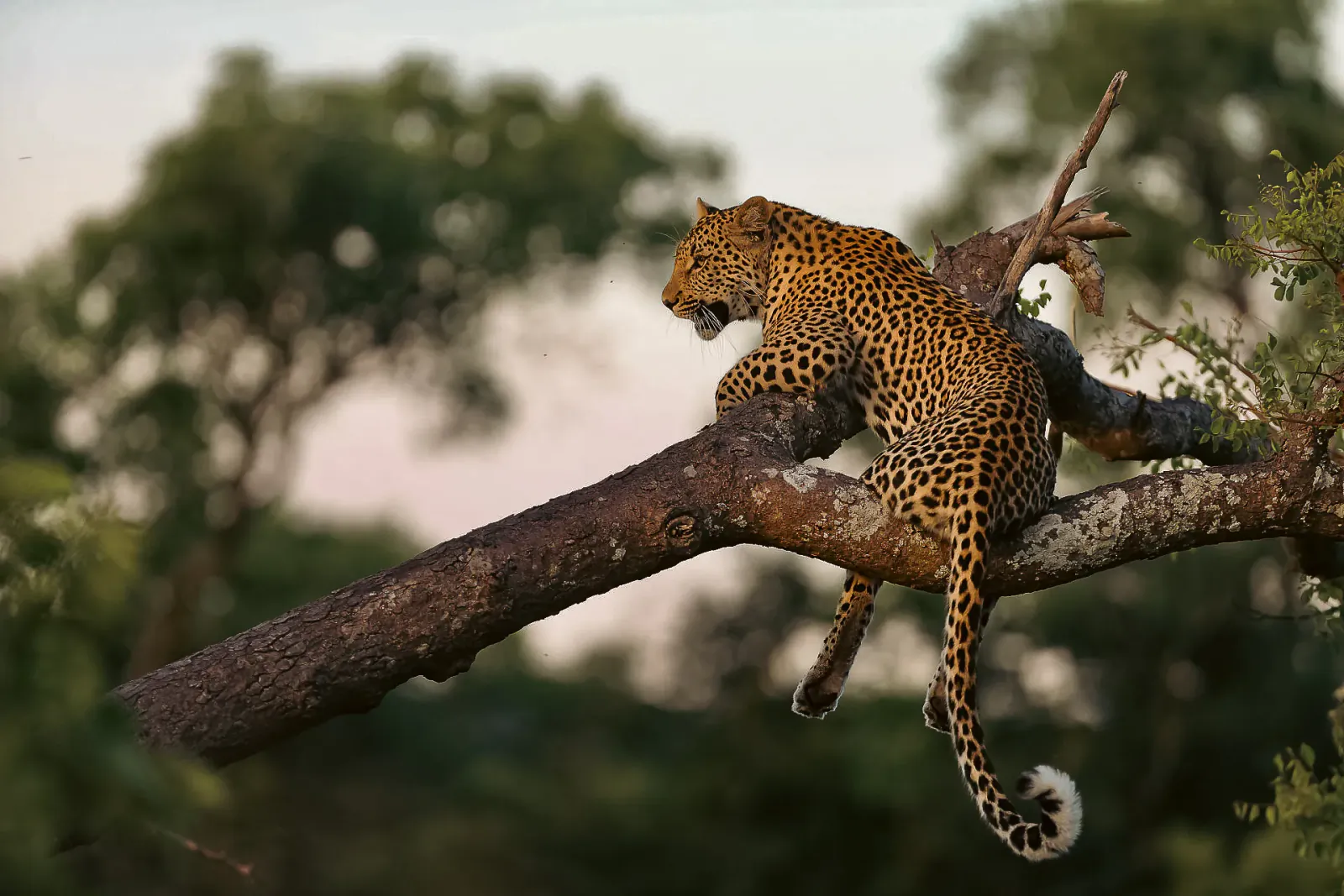 Leopard perched on a tree branch in lush green savanna at sunset, African safari scene