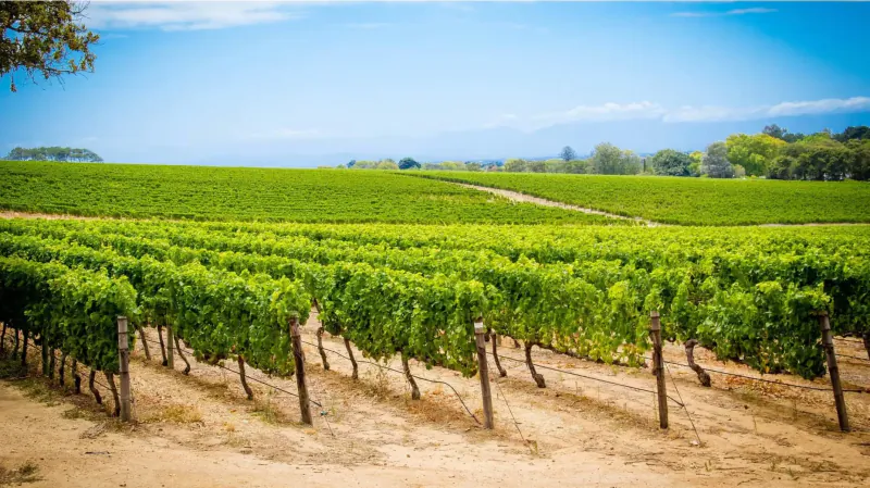 Vast green vineyards with rows of vines on trellises, dirt path, and blue sky at Groot Constantia
