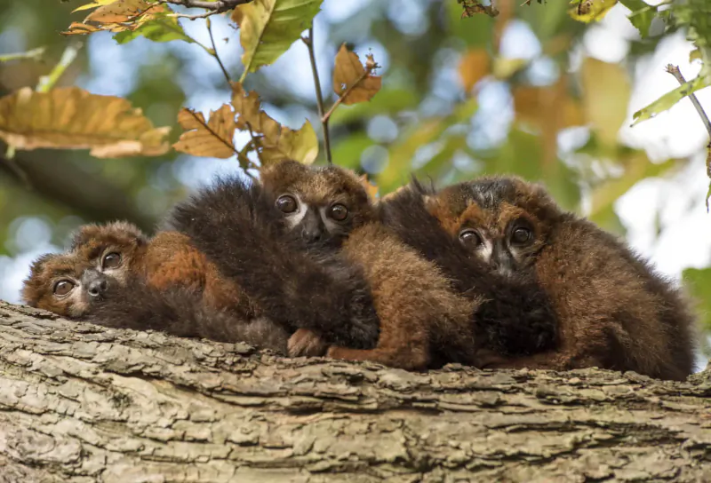 Four fluffy brown lemurs cuddling closely on a tree branch amid green and yellow leaves