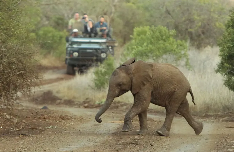 Baby elephant walking on dirt road in safari, green Land Rover with tourists in background.