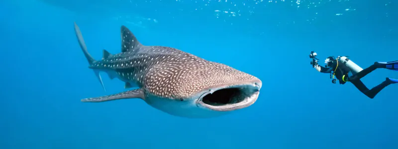 Diver swims beside massive whale shark with open mouth in clear blue ocean waters