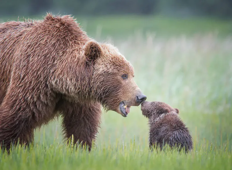 Adult grizzly bear affectionately nuzzling small cub in green grassy field