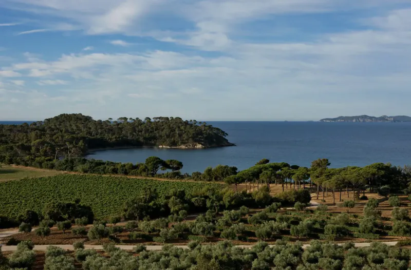 Emma Blunt walks through lush vineyards at Château Léoube, Provence, with pine groves, olive trees, and Mediterranean sea view.