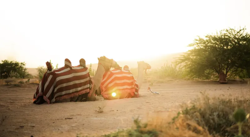 Two camels with red-striped tents beside them in sunny desert landscape with acacia tree and dunes