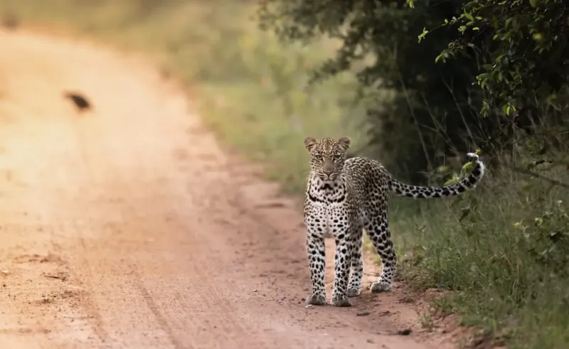 Young leopard standing alert on dirt road beside bushes in African savanna at Marataba