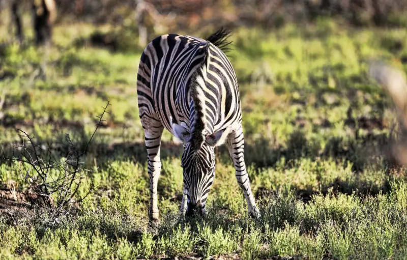 Zebra grazing on green grass in the Waterberg savanna at Marataba Game Lodges.