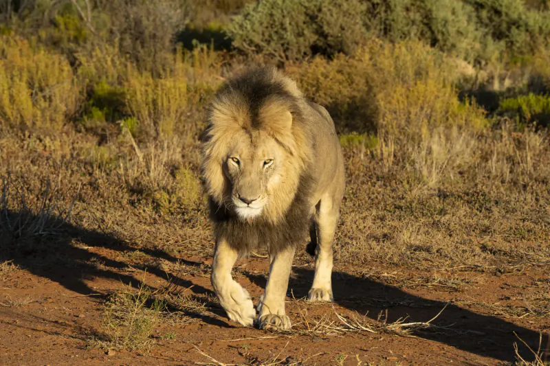 Majestic male lion walking through dry golden grasslands in game reserve