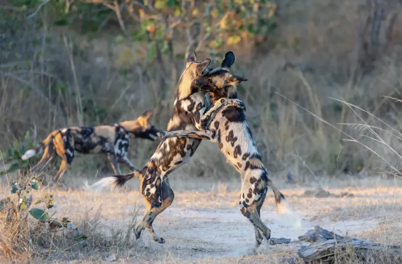 African wild dogs playfully wrestling in golden savanna grass at sunset
