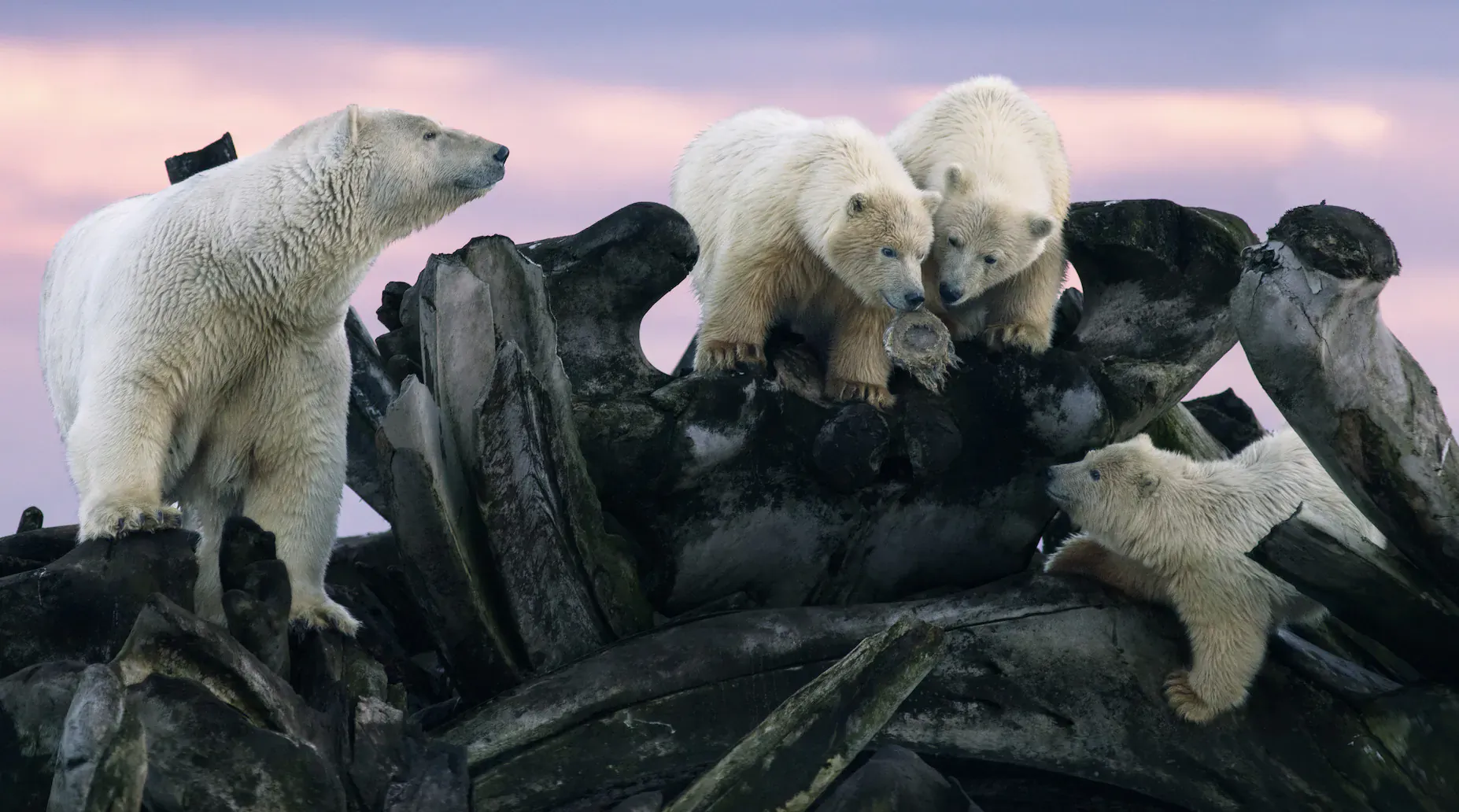Adult polar bear and four cubs playing on driftwood logs at sunset in arctic landscape