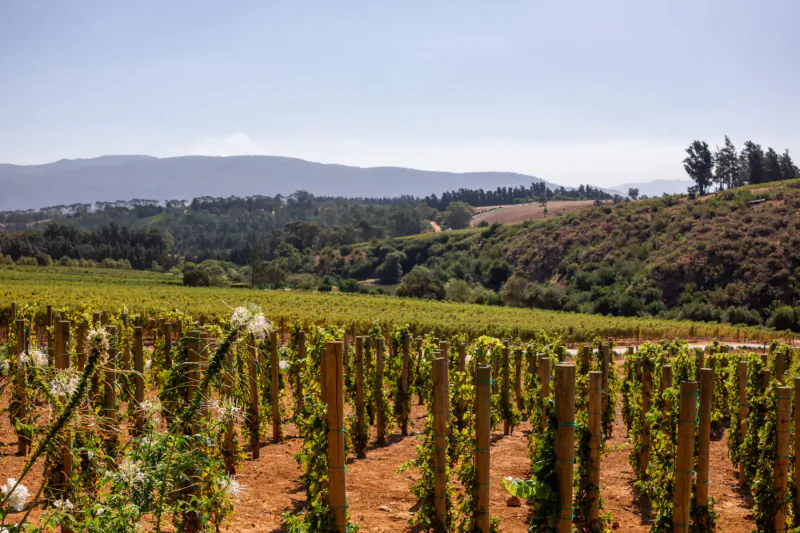 Vineyards with green vines on trellises at Brookdale Wine Estate, rolling hills and mountains under blue sky.