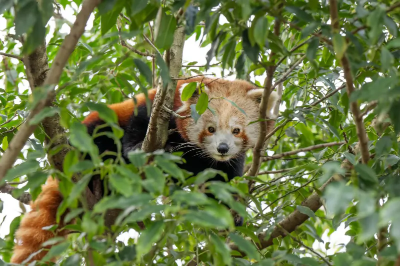 Red panda perched playfully in lush green tree branches at Hertfordshire Zoo