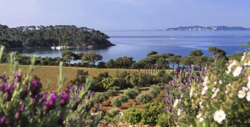 Scenic view of Château Léoube: lush purple flowers, olive groves, golden fields, pine woods, and Mediterranean bay with distant islands.