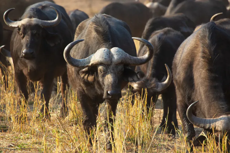 Herd of Cape buffalo with curved horns standing in dry golden grasslands