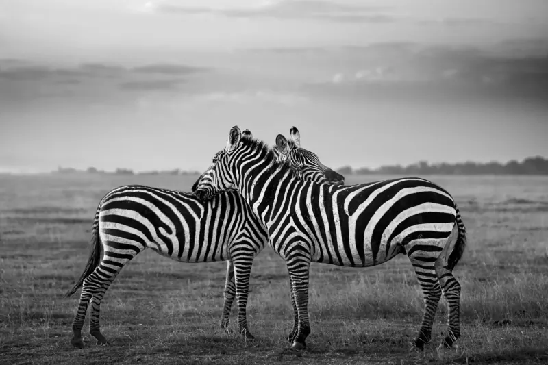 Black and white photo of two zebras affectionately nuzzling necks on the savanna plains at dusk.