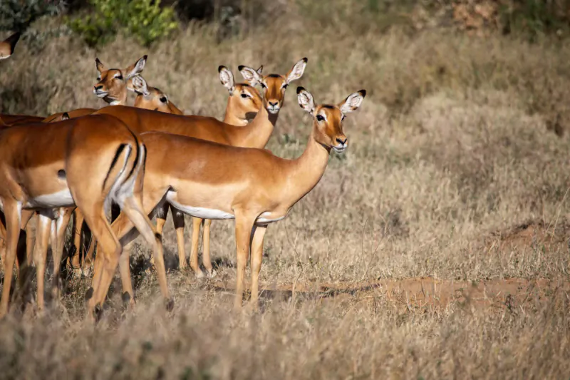 Herd of impalas standing alert in dry grassy savanna with green bushes.