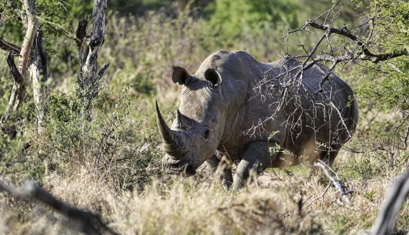 White rhino walking through dry bushveld grassland at Marataba Game Lodges, Waterberg.