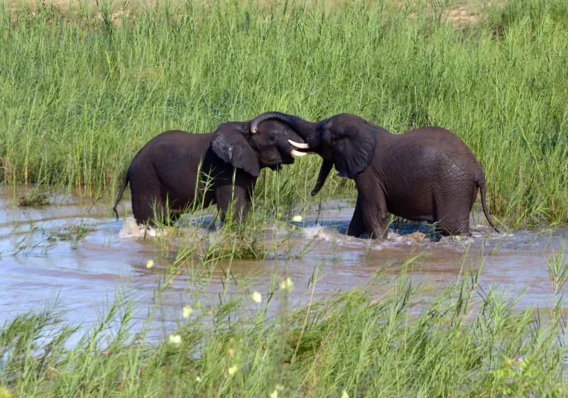 Two young elephants playfully tussling trunks in shallow grassy waters of Kruger National Park