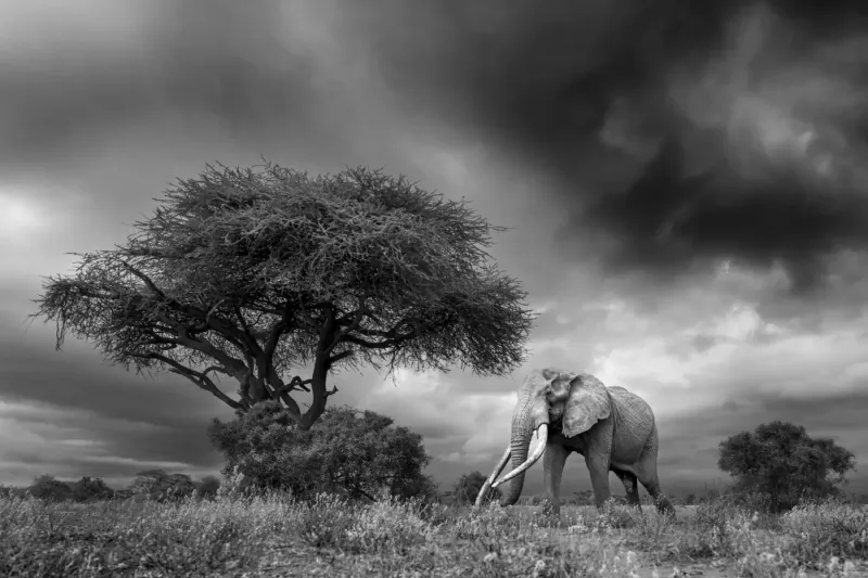 Black-and-white photo of an elephant standing in grassy savanna beside an acacia tree under stormy skies.
