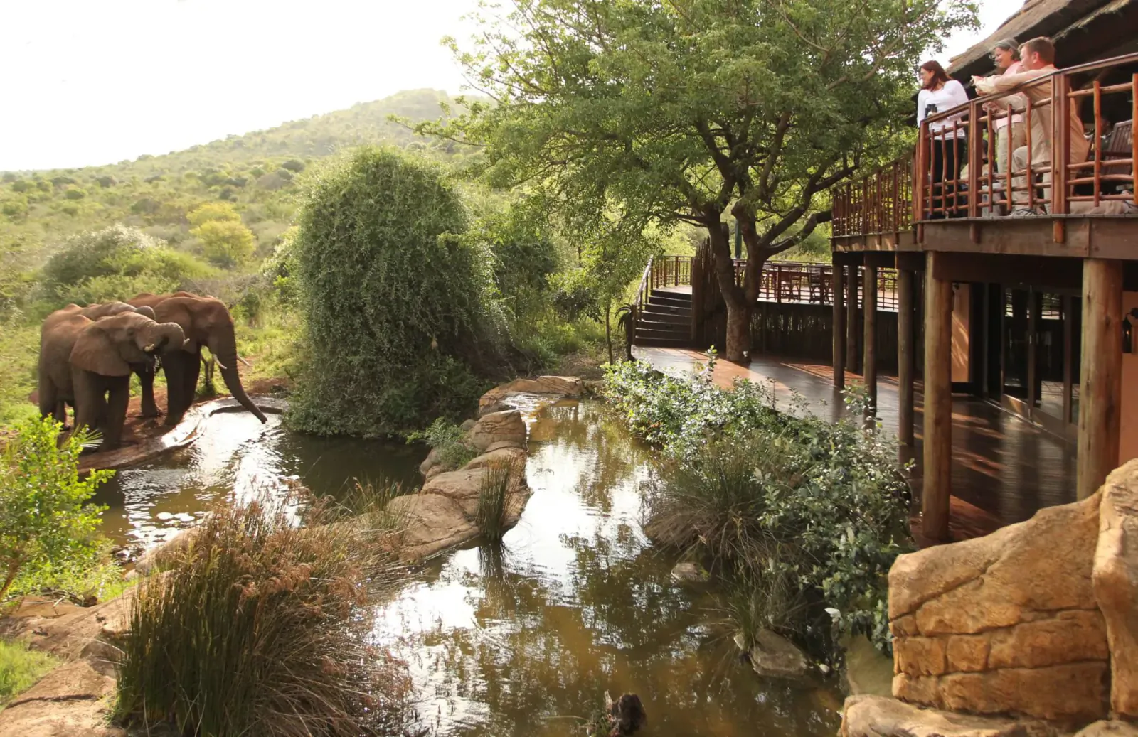 Two elephants drinking at a stream near a wooden viewing deck with people at Thanda Safari lodge amid lush bushveld.