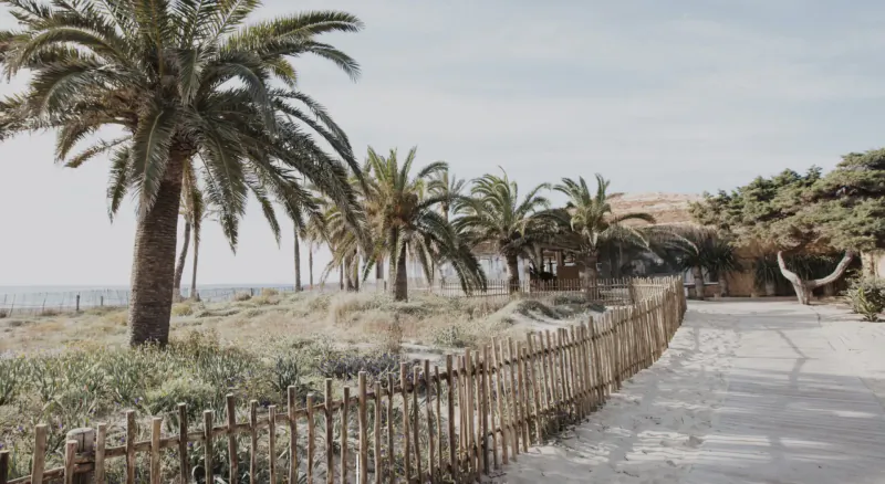 Palm trees and bamboo fence along sandy path to beach house at Playa d'en Bossa, Ibiza