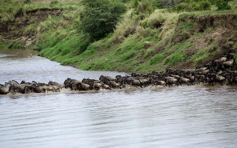 Herd of wildebeest crossing a shallow river on African safari, green riverbank backdrop.