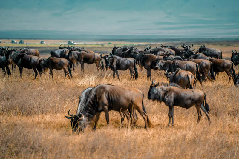 Herd of wildebeests grazing in dry golden grasslands under cloudy skies, African savanna safari scene