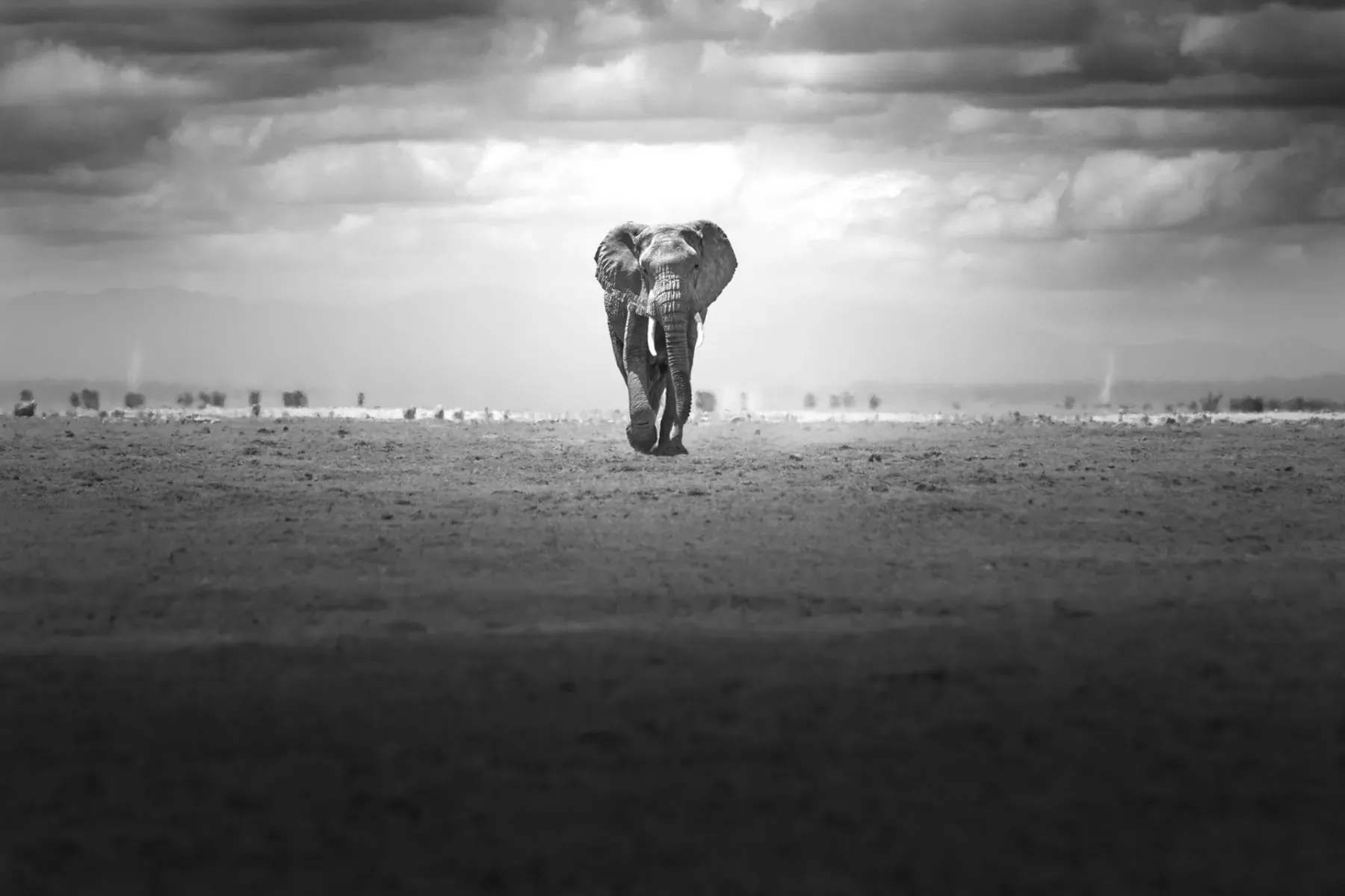 Black and white photo of a lone elephant walking on vast sandy plain under dramatic cloudy sky
