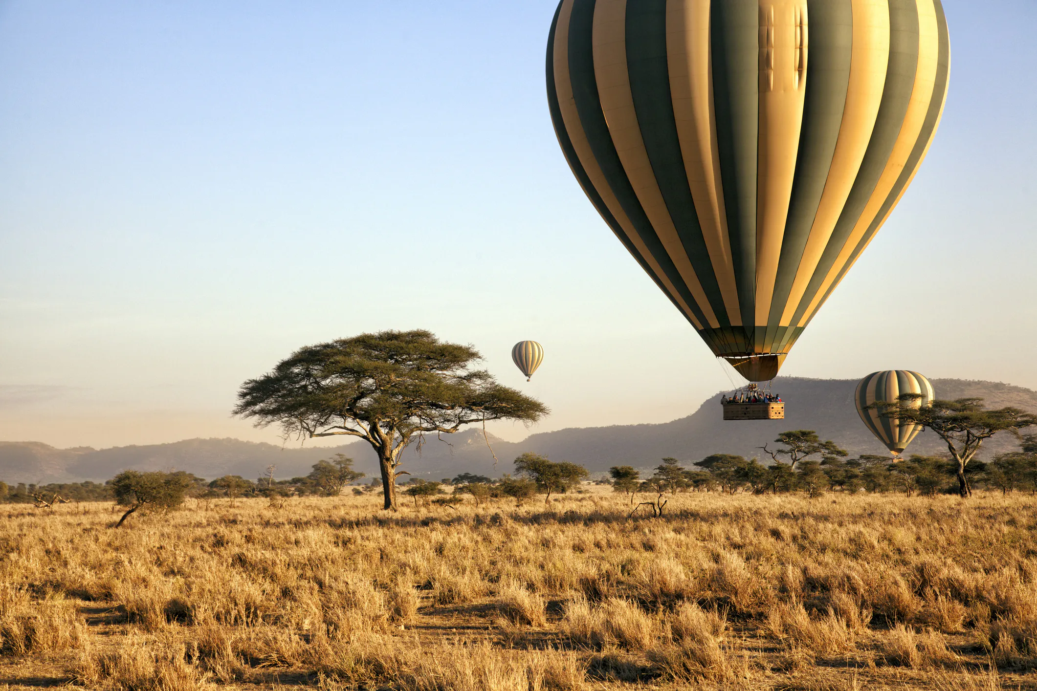 Hot air balloons floating over African savanna with acacia trees and distant mountains at sunrise.
