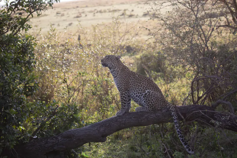 Leopard perched on a tree branch, looking out over the golden savanna grasslands at sunset.