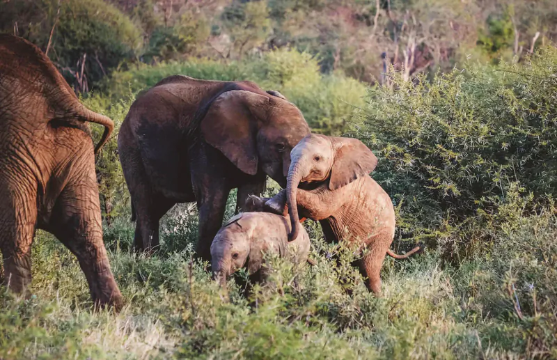 Family of elephants with calves playfully interacting in lush Madikwe bushveld