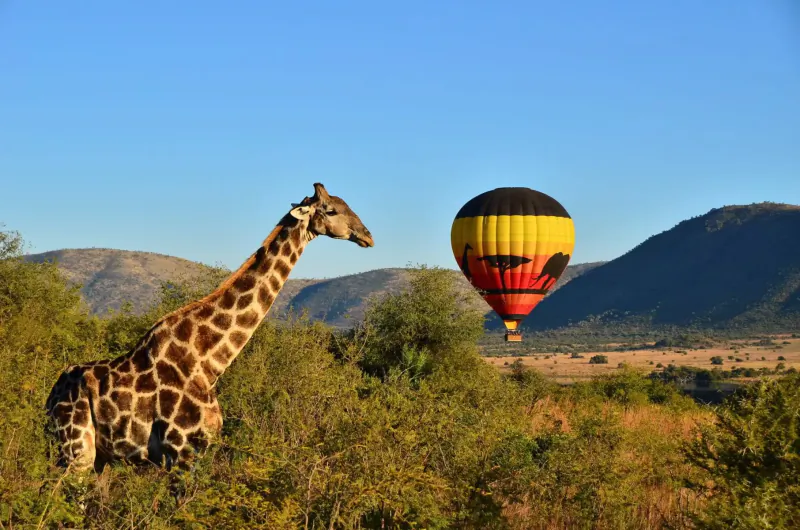 Giraffe standing in savanna with colorful hot air balloon floating nearby, against mountains under blue sky