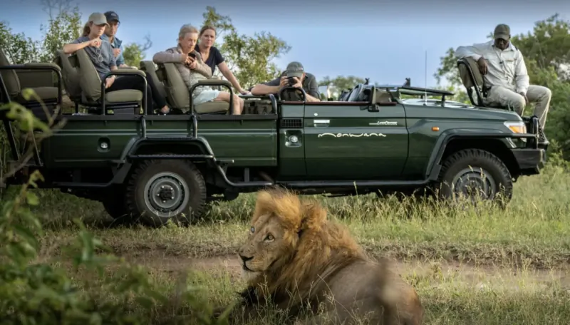 Lion resting in grass near green safari vehicle with tourists on game drive at lodge in Greater Kruger