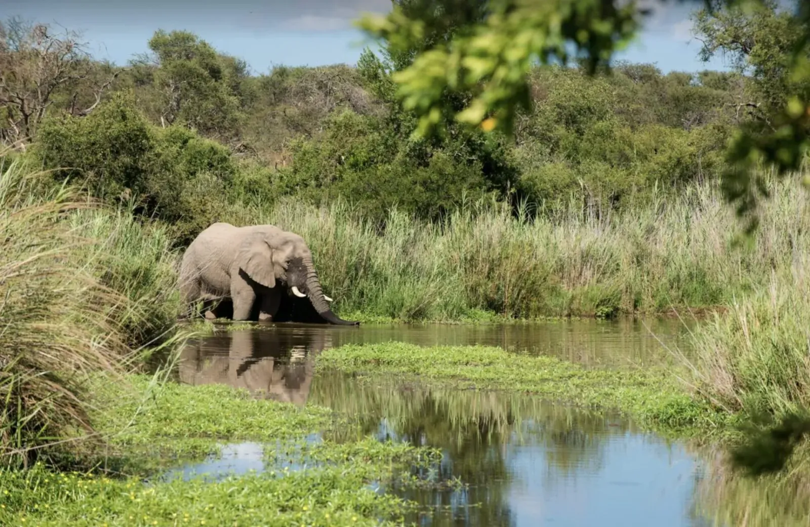 African elephant drinking at a lush grassy watering hole in savanna, reflection visible, Marataba safari setting.