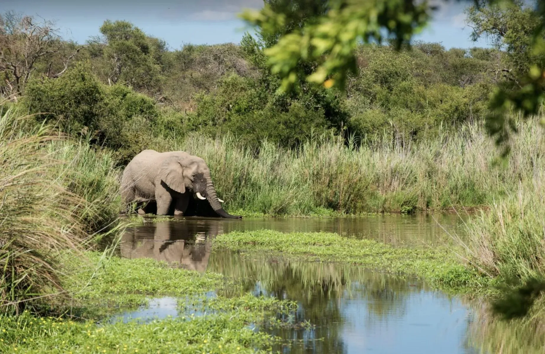 African elephant drinking at a lush grassy watering hole in savanna, reflection visible, Marataba safari setting.