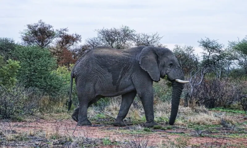 African elephant walking in Marataba Game Lodge savanna with acacia trees and red soil under cloudy sky