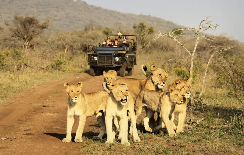 Group of lions standing on dirt safari road with open-top vehicle and tourists in African bush, distant hills.