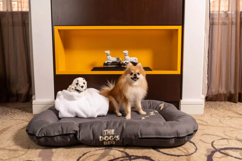 White dog wrapped in towel and Pomeranian on 'The Dogs' bed against Sheraton hotel niche with dog statues.