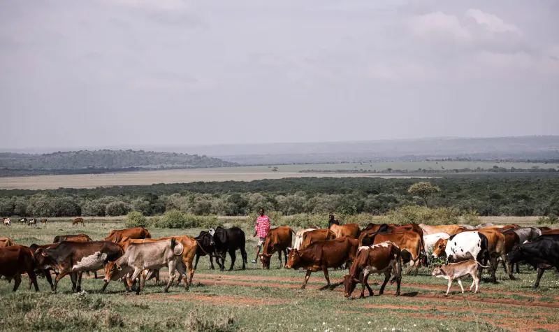 Herd of diverse cattle grazing on Kenyan savanna with woman in pink shirt, distant hills under cloudy sky.