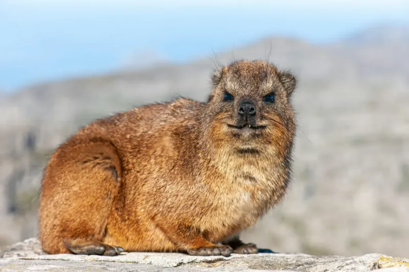 Rock hyrax sitting alertly on a rocky outcrop with mountains and blue sky behind, near Cape Town.