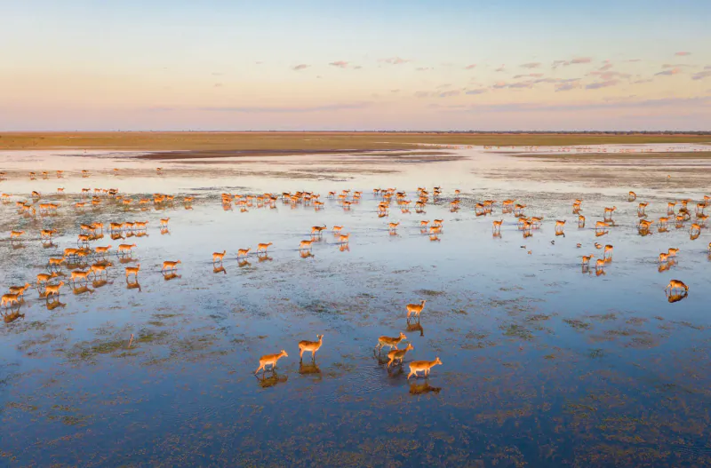 Aerial view of impala herd wading in shallow Bangweulu wetlands at sunset