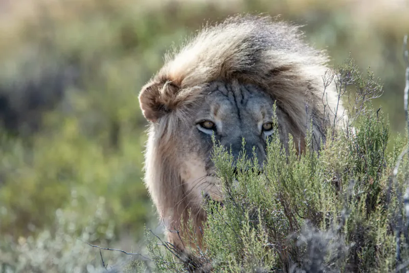 Close-up of lion's face peering intently through tall grass in savanna