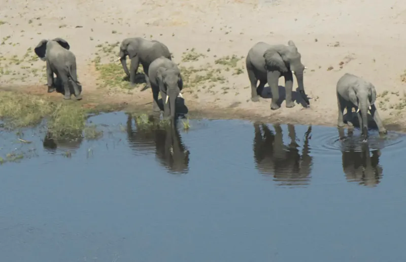Herd of elephants drinking at a watering hole on sandy riverbank, reflections in blue water, safari scene.