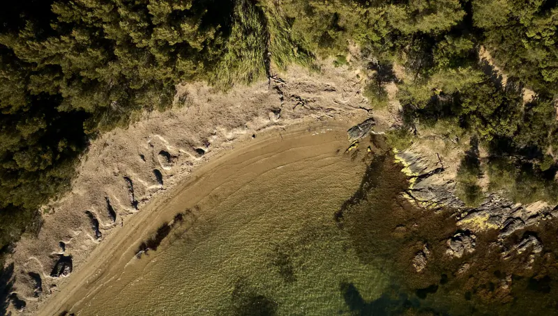 Aerial view of Château Léoube's curved sandy beach in Provence, fringed by lush green vines and trees, with clear turquoise waters.