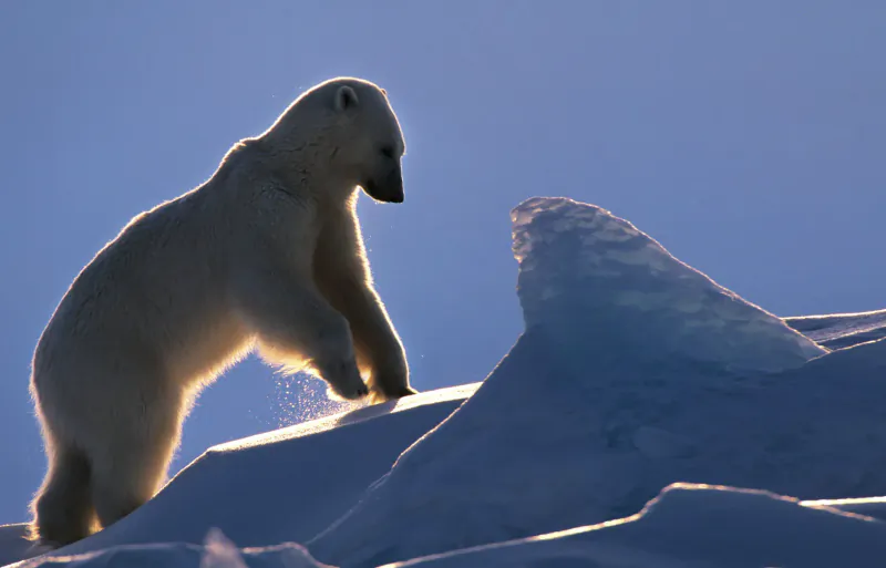 Silhouetted polar bear standing on jagged ice edge against blue Arctic sky.