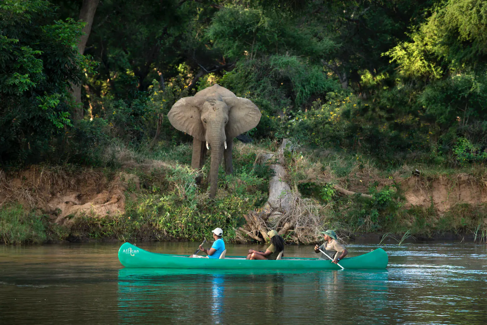 Large elephant looming over green canoe with three paddlers on Zambian river amid lush greenery